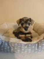 Rex, a male Miniature Schnauzer for sale in Rudd, IA – 1 of 3
