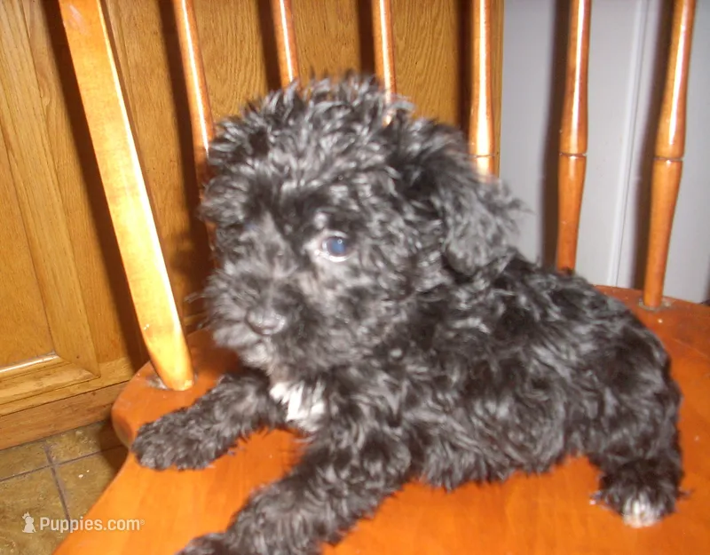 Boomer – Schnoodle puppy for sale in Rudd, IA