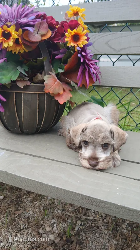 Annie – Miniature Schnauzer puppy for sale in Rudd, IA