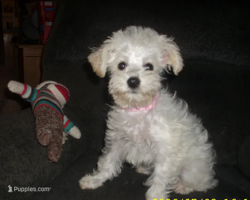 trixie – Miniature Schnauzer, Poodle - Toy  puppy for sale in Rudd, IA