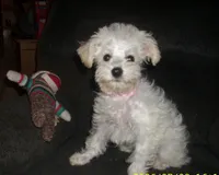 trixie, a female Miniature Schnauzer and Poodle - Toy  for sale in Rudd, IA – 1 of 5