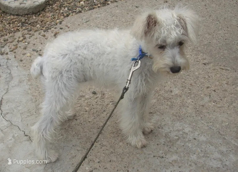 Belle (reduced) Still available – Schnoodle puppy for sale in Rudd, IA