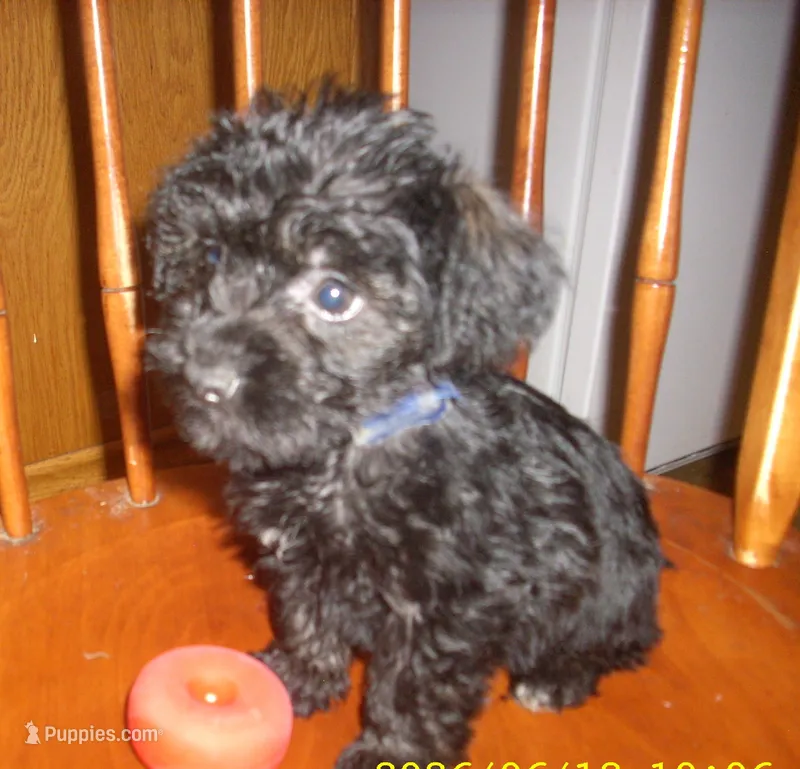 sadie – Schnoodle puppy for sale in Rudd, IA