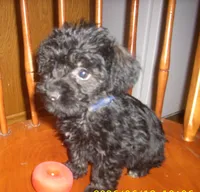 sadie, a female Schnoodle for sale in Rudd, IA – 1 of 3