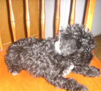 Boomer, a male Miniature Schnauzer for sale in Rudd, IA – 3 of 3