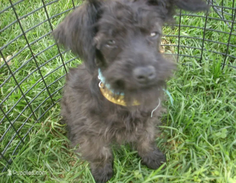 Sadie – Miniature Schnauzer, Poodle - Toy  puppy for sale in Rudd, IA