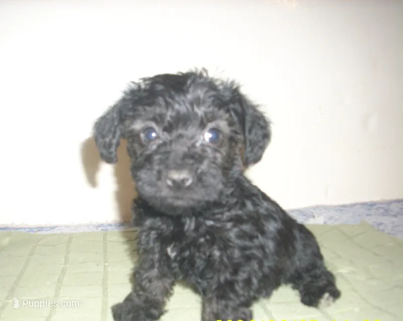 Lucy – Schnoodle puppy for sale in Rudd, IA