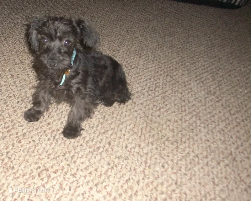Sadie – Miniature Schnauzer, Poodle - Toy  puppy for sale in Rudd, IA