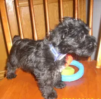 Milo, a male Miniature Schnauzer for sale in Rudd, IA – 4 of 4