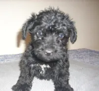Rosco, a male Schnoodle for sale in Rudd, IA – 3 of 3