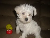 Belle, a female Miniature Schnauzer and Poodle - Toy  for sale in Rudd, IA – 4 of 5