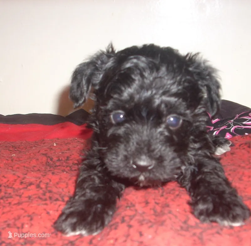 Milo – Schnoodle puppy for sale in Rudd, IA