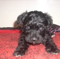 Milo, a male Schnoodle for sale in Rudd, IA – 1 of 1