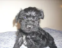 Milo, a male Schnoodle for sale in Rudd, IA – 2 of 2