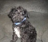 Boomer , a male Schnoodle for sale in Rudd, IA – 1 of 5