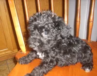 Boomer , a male Schnoodle for sale in Rudd, IA – 4 of 5