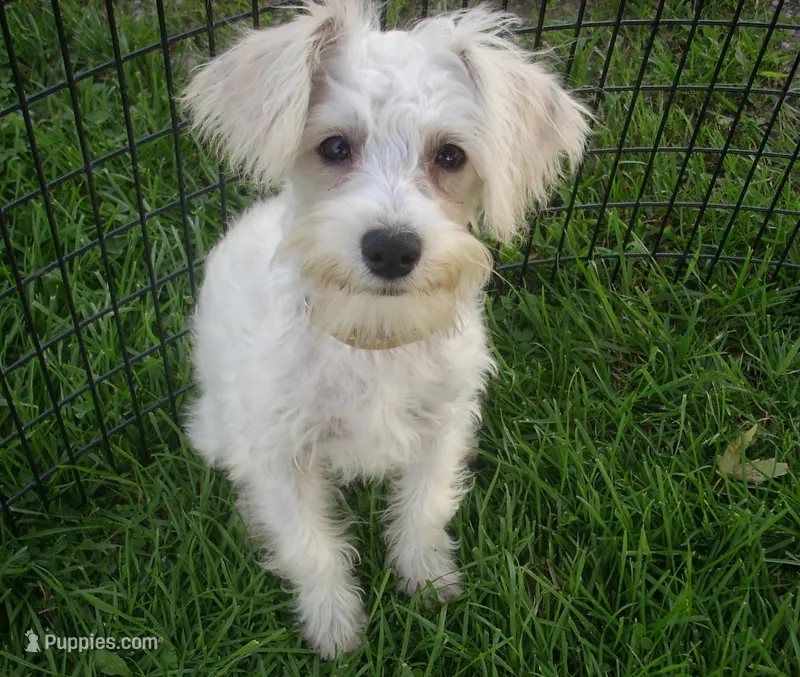 Belle – Miniature Schnauzer, Poodle - Toy  puppy for sale in Rudd, IA