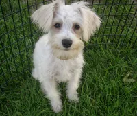 Belle (reduced), a female Miniature Schnauzer and Poodle - Toy  for sale in Rudd, IA – 1 of 5