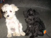 Belle, a female Miniature Schnauzer and Poodle - Toy  for sale in Rudd, IA – 5 of 5