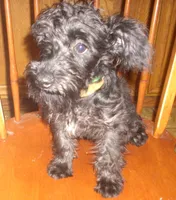 Mickey (Reduced), a male Schnoodle for sale in Rudd, IA – 2 of 7