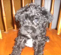 Boomer, a male Miniature Schnauzer for sale in Rudd, IA – 2 of 3