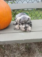 Nicky, a male Miniature Schnauzer for sale in Rudd, IA – 2 of 3