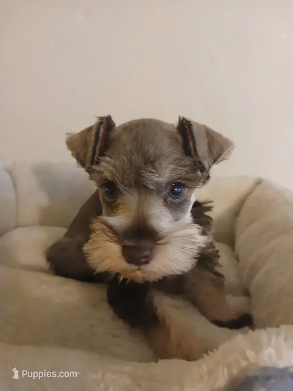 Tyler – Miniature Schnauzer puppy for sale in Rudd, IA