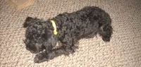 Boomer (reduced), a male Schnoodle for sale in Rudd, IA – 2 of 7