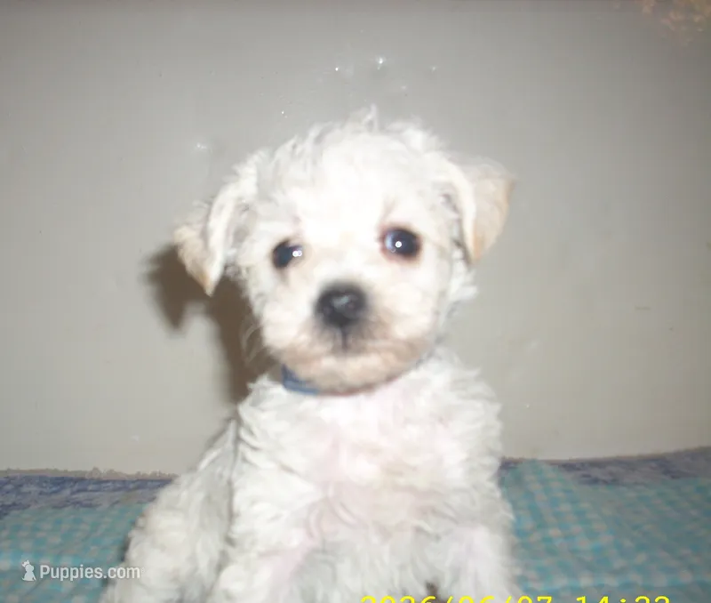 trixie – Schnoodle puppy for sale in Rudd, IA