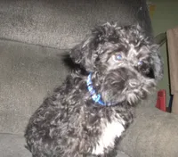 Boomer , a male Schnoodle for sale in Rudd, IA – 2 of 5