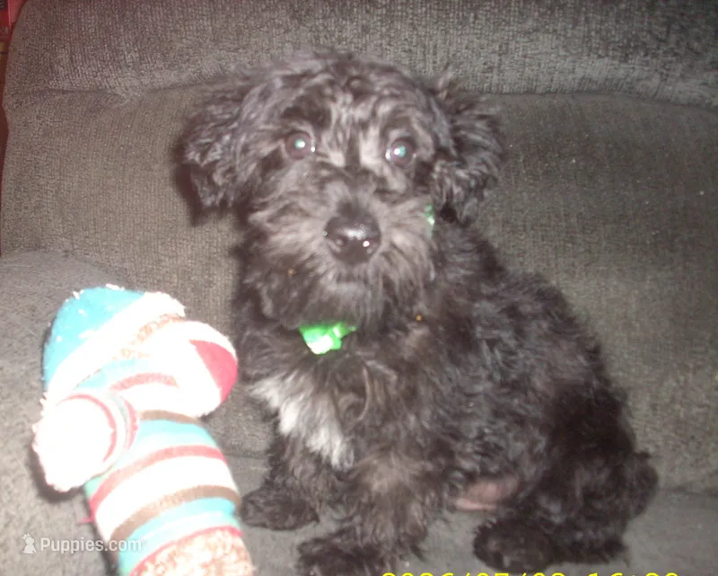 Milo  – Miniature Schnauzer, Poodle - Toy  puppy for sale in Rudd, IA