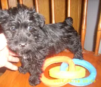 Milo, a male Miniature Schnauzer for sale in Rudd, IA – 2 of 4