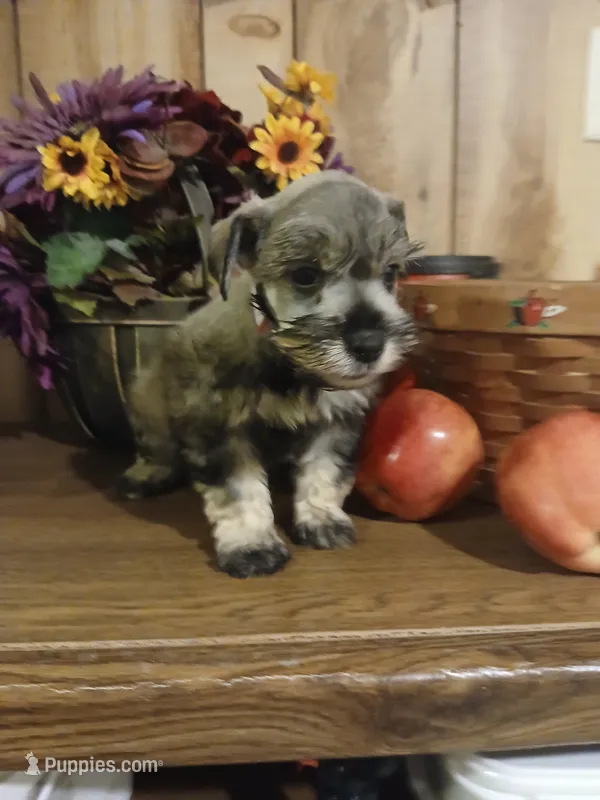 Archie – Miniature Schnauzer puppy for sale in Rudd, IA