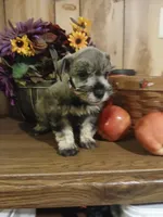 Archie, a male Miniature Schnauzer for sale in Rudd, IA – 1 of 4