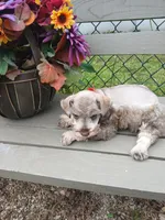 Annie, a female Miniature Schnauzer for sale in Rudd, IA – 2 of 3