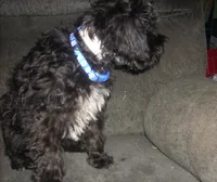 Boomer , a male Schnoodle for sale in Rudd, IA – 3 of 5
