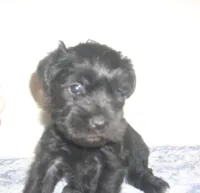 Alvin, a male Miniature Schnauzer for sale in Rudd, IA – 2 of 3