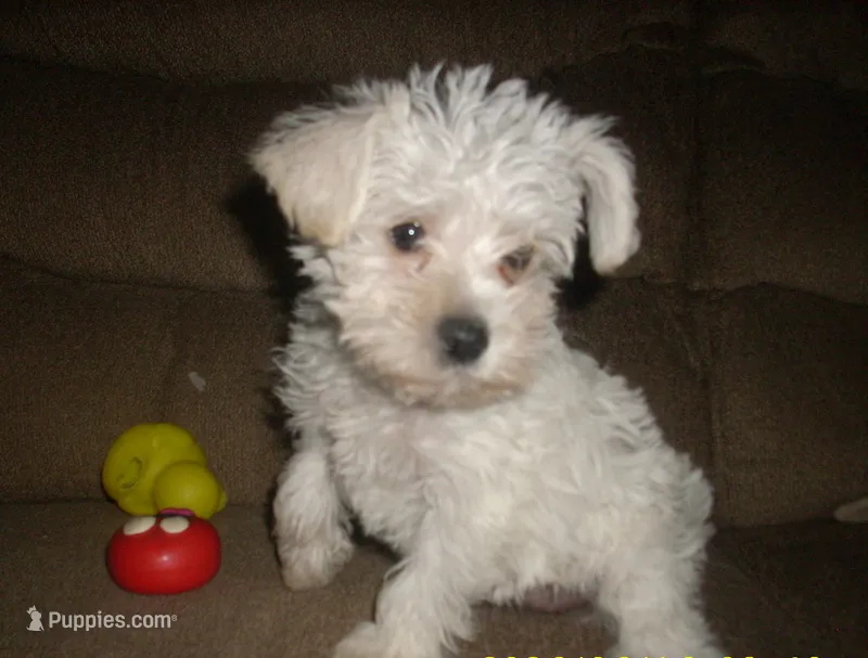 Belle – Schnoodle puppy for sale in Rudd, IA