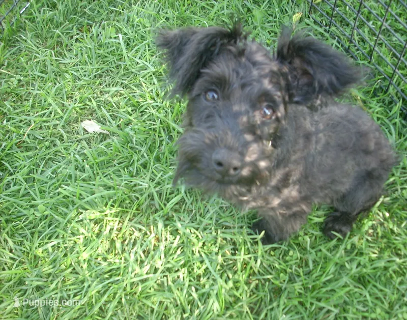 Mickey – Schnoodle puppy for sale in Rudd, IA