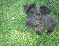 Mickey (Reduced), a male Schnoodle for sale in Rudd, IA – 3 of 7