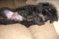 Lucy ( New Photos), a female Miniature Schnauzer and Poodle - Toy  for sale in Rudd, IA – 2 of 5