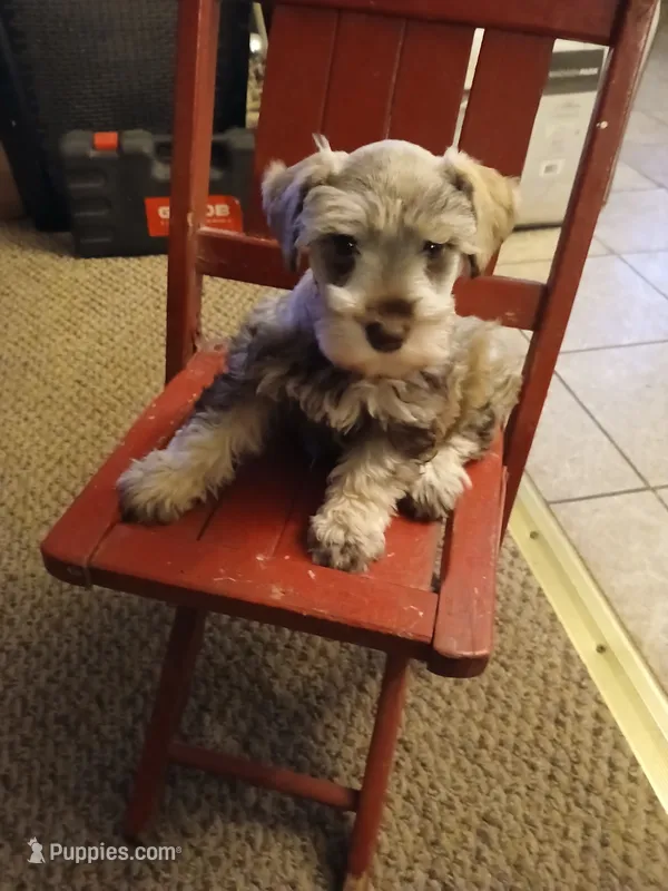 Annie – Miniature Schnauzer puppy for sale in Rudd, IA