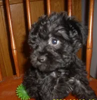 Lucy, a female Miniature Schnauzer for sale in Rudd, IA – 2 of 3