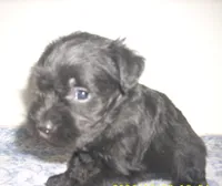 Alvin, a male Miniature Schnauzer for sale in Rudd, IA – 3 of 3