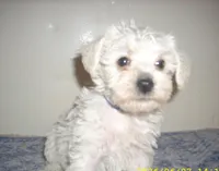 Belle, a female Schnoodle for sale in Rudd, IA – 1 of 3