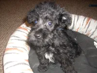 Mickey, a male Miniature Schnauzer and Poodle - Toy  for sale in Rudd, IA – 5 of 6