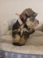 Tyler, a male Miniature Schnauzer for sale in Rudd, IA – 2 of 3
