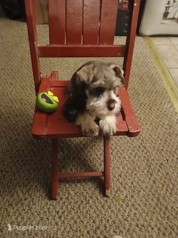Tyler – Miniature Schnauzer puppy for sale in Rudd, IA