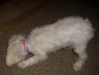 Belle, a female Miniature Schnauzer and Poodle - Toy  for sale in Rudd, IA – 3 of 5