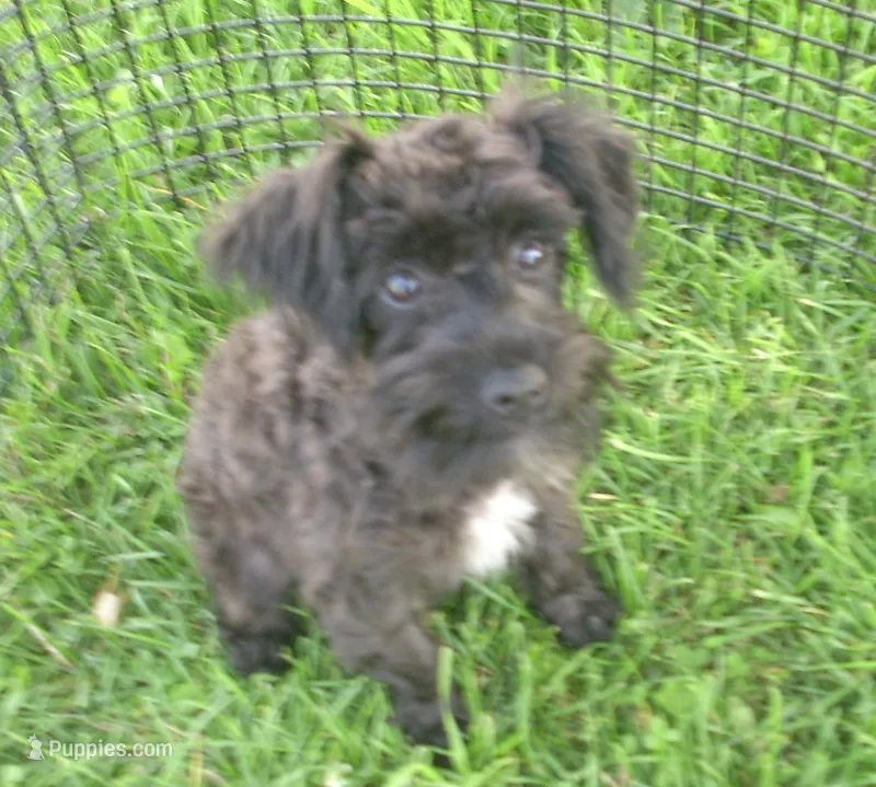 Boomer  – Schnoodle puppy for sale in Rudd, IA